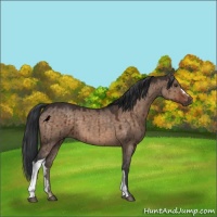 Horse Color:Brown Dun