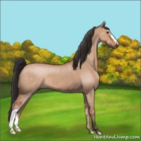 Horse Color:Brown Dun 