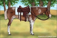 Horse Color:White Spotted Silver Brown Appaloosa