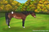 Horse Color:Brown Appaloosa