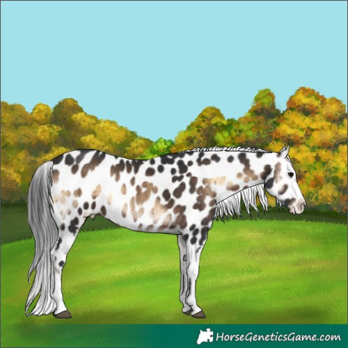 Horse Color:Brown Onyx Near Leopard Rabicano Brindle 