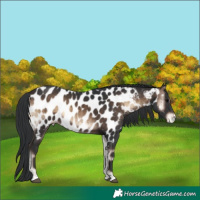 Horse Color:Brown Onyx Near Leopard Rabicano Brindle 