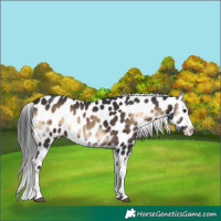 Horse Color:Brown Onyx Appaloosa Rabicano Brindle