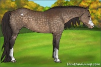 Horse Color:Buckskin Appaloosa 