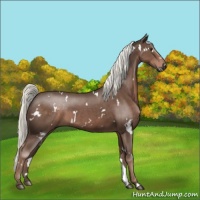 Horse Color:White Spotted Liver Chestnut 