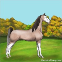 Horse Color:Sable Champagne Splash
