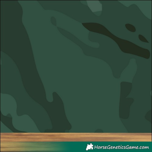 Horse Color:White Spotted Liver Chestnut Appaloosa 