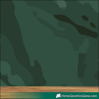 Horse Color:White Spotted Liver Chestnut Appaloosa 