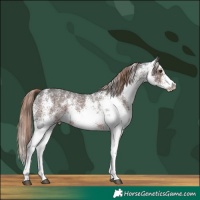 Horse Color:White Spotted Liver Chestnut Varnish 