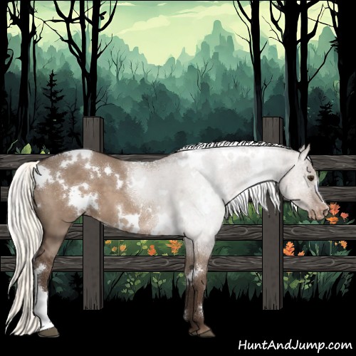 Horse Color:White Spotted Liver Red Dun Appaloosa 
