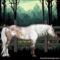 Horse Color:White Spotted Liver Red Dun Appaloosa 