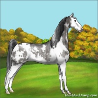 Horse Color:White Spotted Black Splash Appaloosa Rabicano