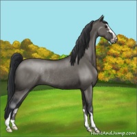 Horse Color:Grullo Sabino Rabicano
