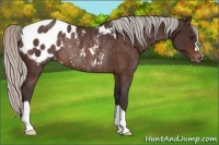 Horse Color:Silver Brown Blanket Rabicano 