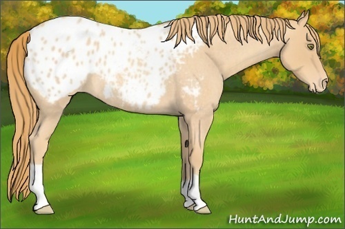Horse Color:Gold Champagne Roan Appaloosa 