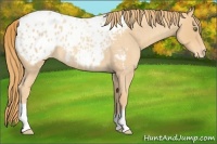 Horse Color:Gold Champagne Roan Appaloosa