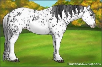 Horse Color:White Spotted Blue Roan Splash Frame Appaloosa 