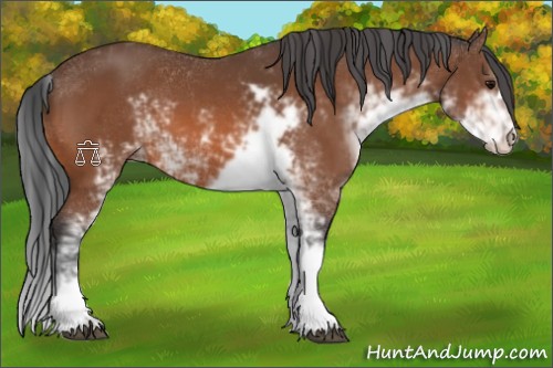 Horse Color:Bay Sabino 