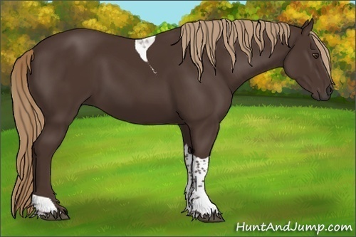Horse Color:Liver Chestnut Tobiano 