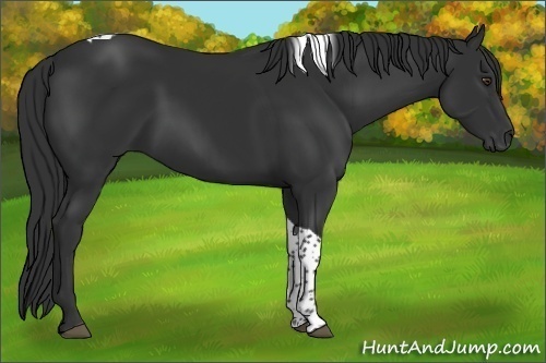 Horse Color:Liver Chestnut Tobiano 