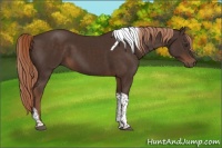 Horse Color:Liver Chestnut Tobiano 