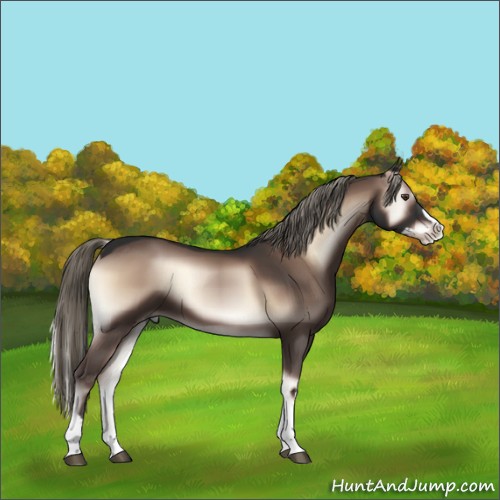 Horse Color:Liver Red Onyx Splash Tobiano