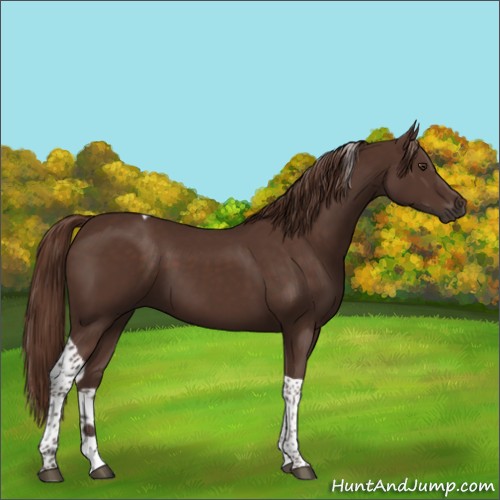 Horse Color:Liver Chestnut Tobiano 