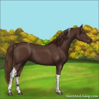 Horse Color:Liver Chestnut Tobiano