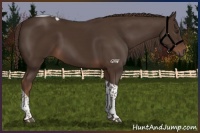 Horse Color:Liver Chestnut Tobiano 