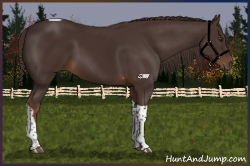 Horse Color:Liver Chestnut Tobiano Rabicano 