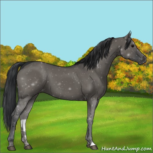 Horse Color:Grullo 