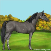Horse Color:Grullo 