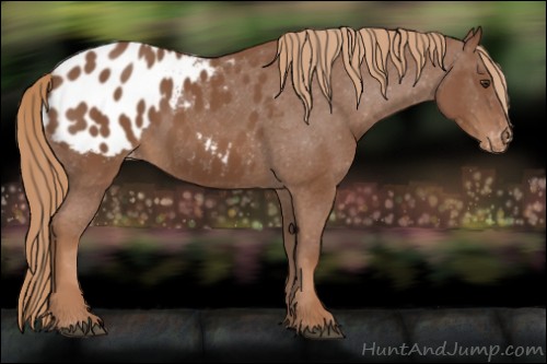 Horse Color:Chestnut Appaloosa