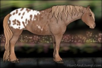 Horse Color:Chestnut Appaloosa 