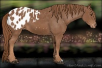 Horse Color:Chestnut Appaloosa