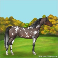 Horse Color:White Spotted Brown Roan 