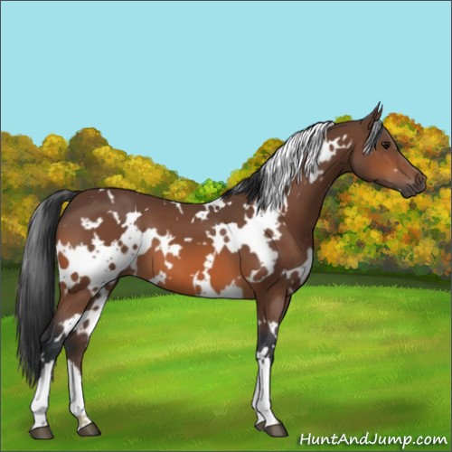 Horse Color:White Spotted Bay 