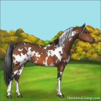 Horse Color:White Spotted Bay 