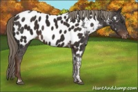 Horse Color:Liver Chestnut Tobiano Near Fewspot 