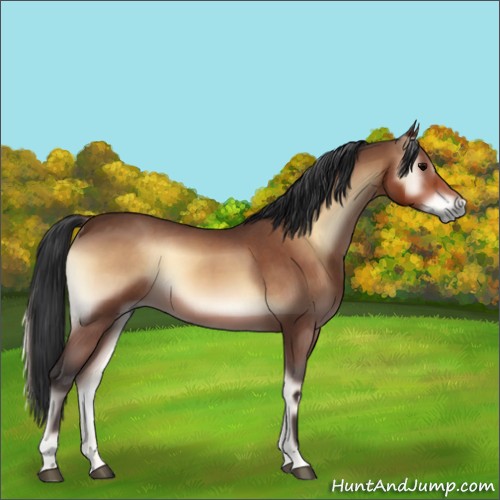 Horse Color:Brown Roan Onyx 