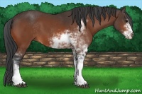 Horse Color:Bay Sabino 