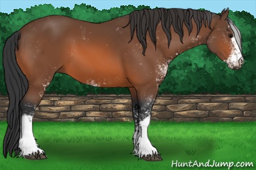 Horse Color:Bay Sabino