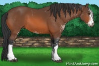 Horse Color:Bay Sabino 
