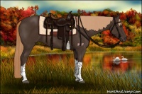 Horse Color:Liver Chestnut Tobiano 