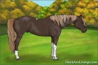 Horse Color:Liver Chestnut Tobiano 