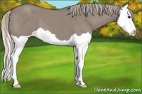 Horse Color:Silver Grullo Splash