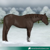 Horse Color:Liver Chestnut Tobiano 