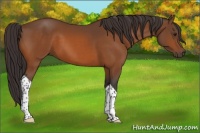 Horse Color:Buckskin Tobiano 