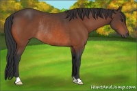 Horse Color:Brown Rabicano 