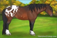 Horse Color:Brown Appaloosa 